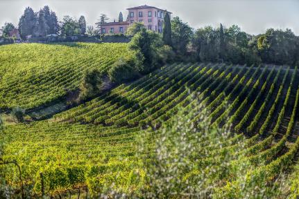 Wijngaard Toscane