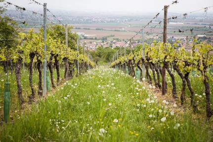 Wijngaard Medoc