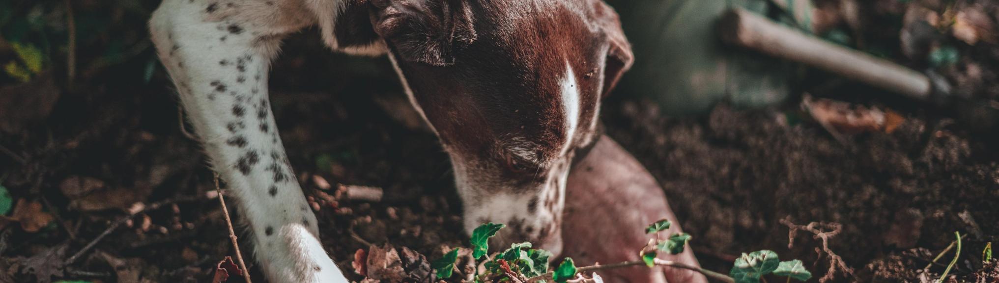 Truffelhond