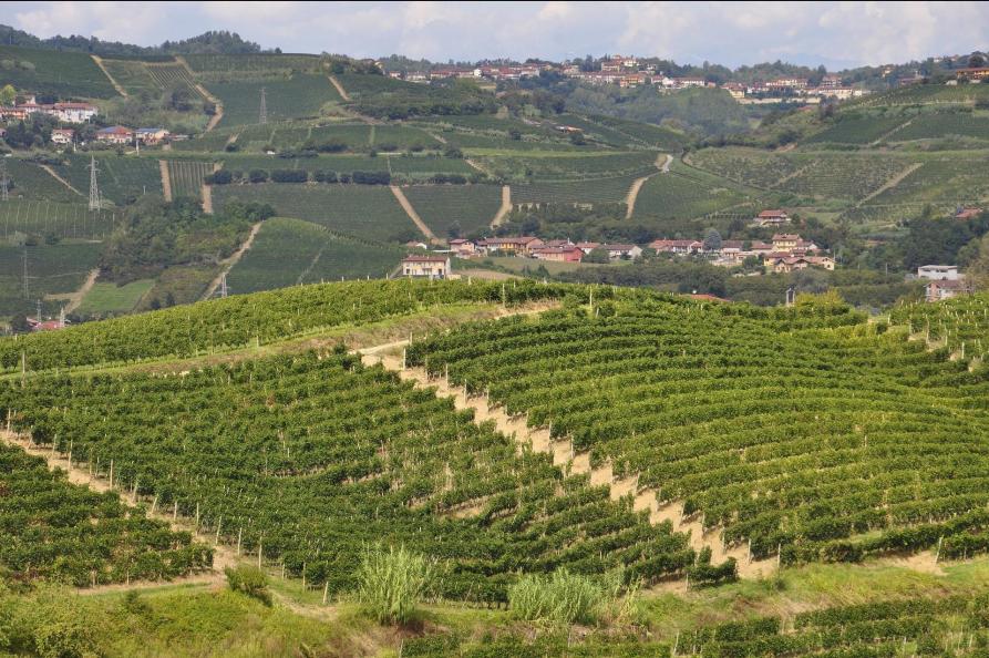 WIjngaarden in Piemonte
