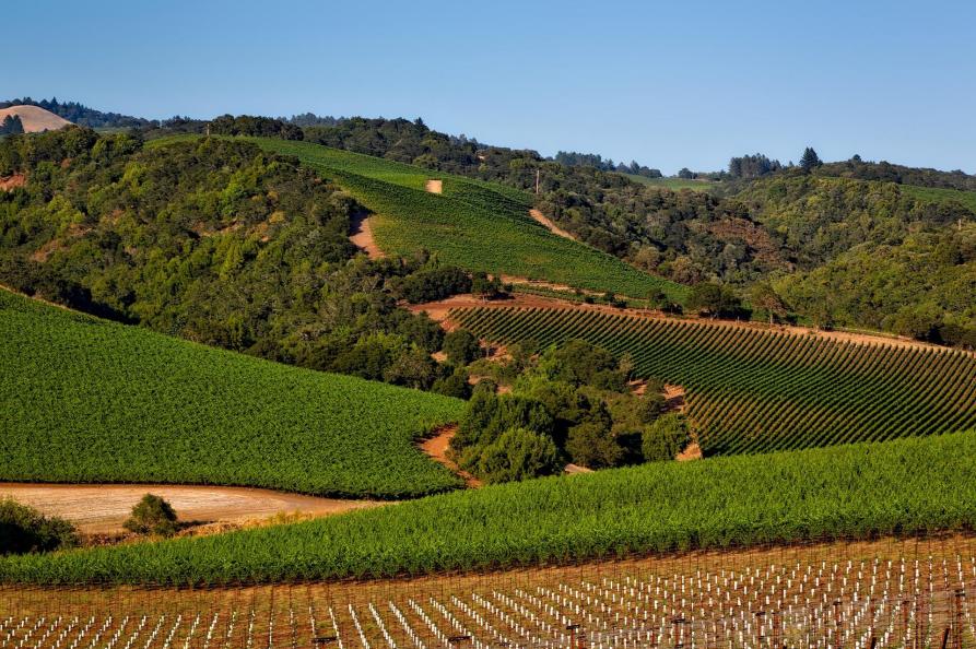 Bodega Verdevique