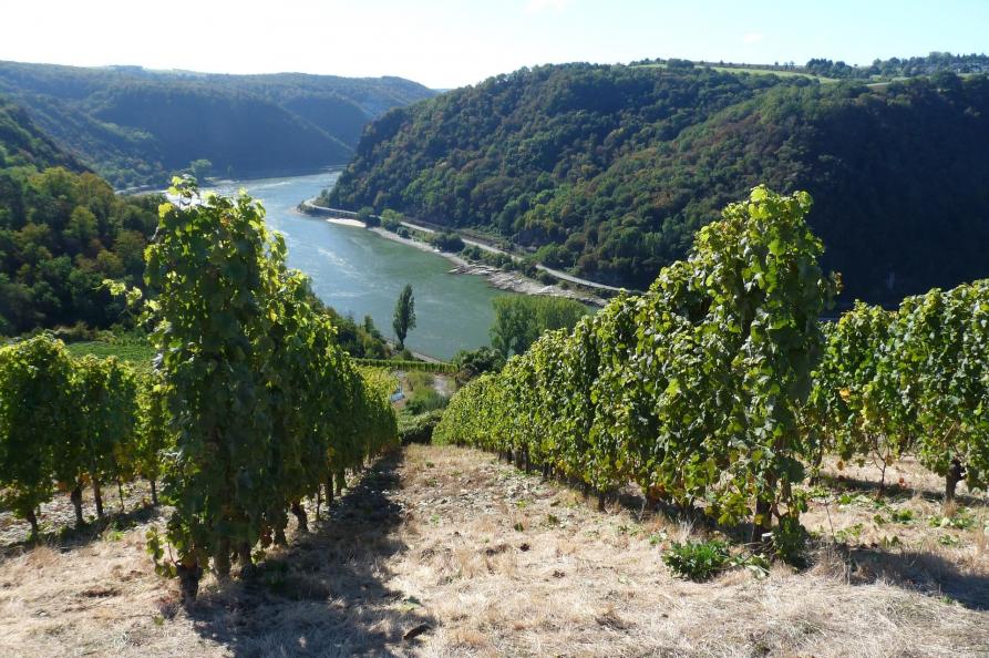 Rheingau