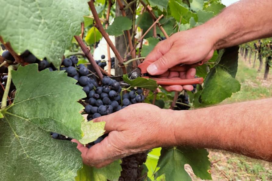 Domaine Leon Heitzmann in Ammerschwihr