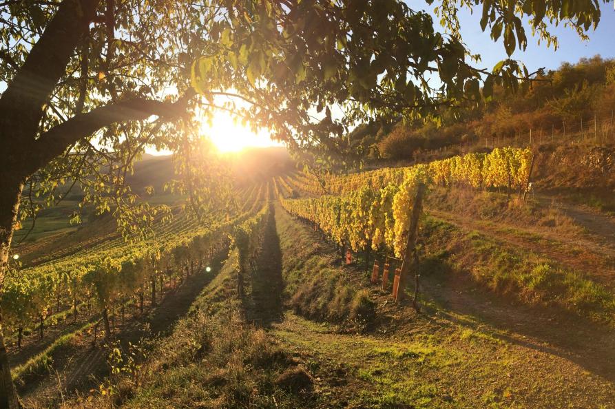 domaine muller-koeberle in saint hippolyte - 3.jpg