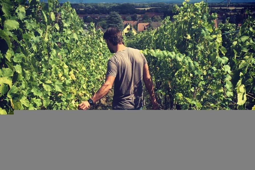 domaine paul zinck in eguisheim 3.jpg