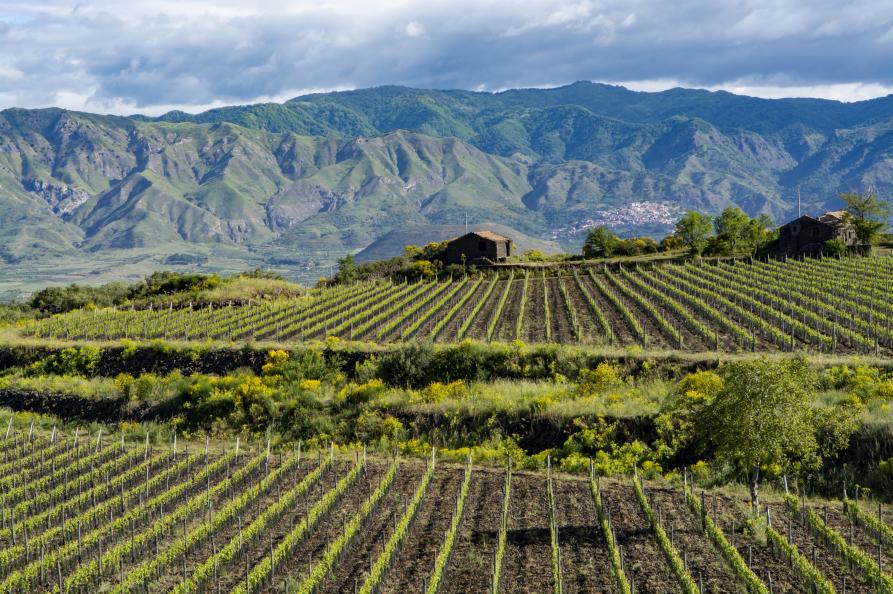 Wijngaarden in de Etna vulkaan regio