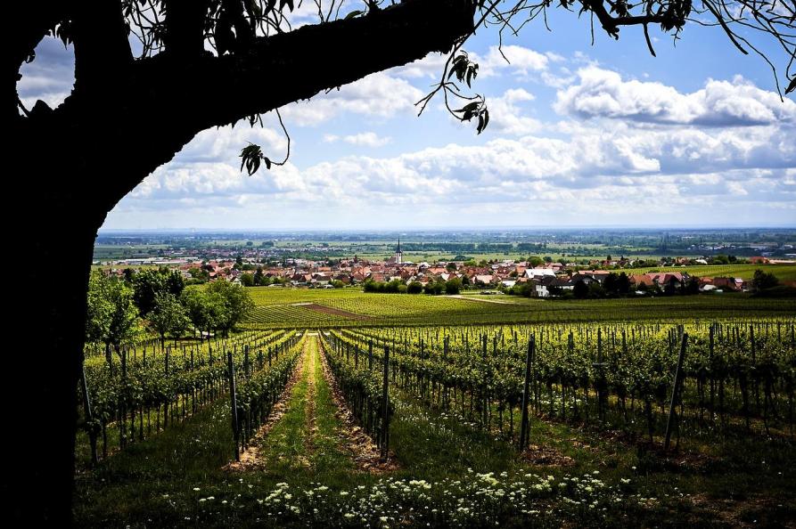 Pfalz